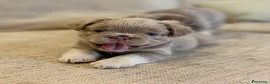 Tufty