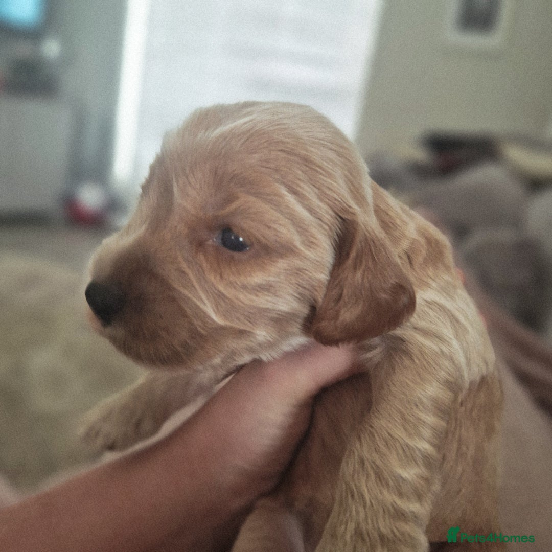 Cockapoo dogs for sale: 6 beautiful F2 cockapoos for sale!    - Advert 12