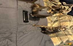 Maine Coon cats for sale: Xl mainecoon kittens  - Image 4