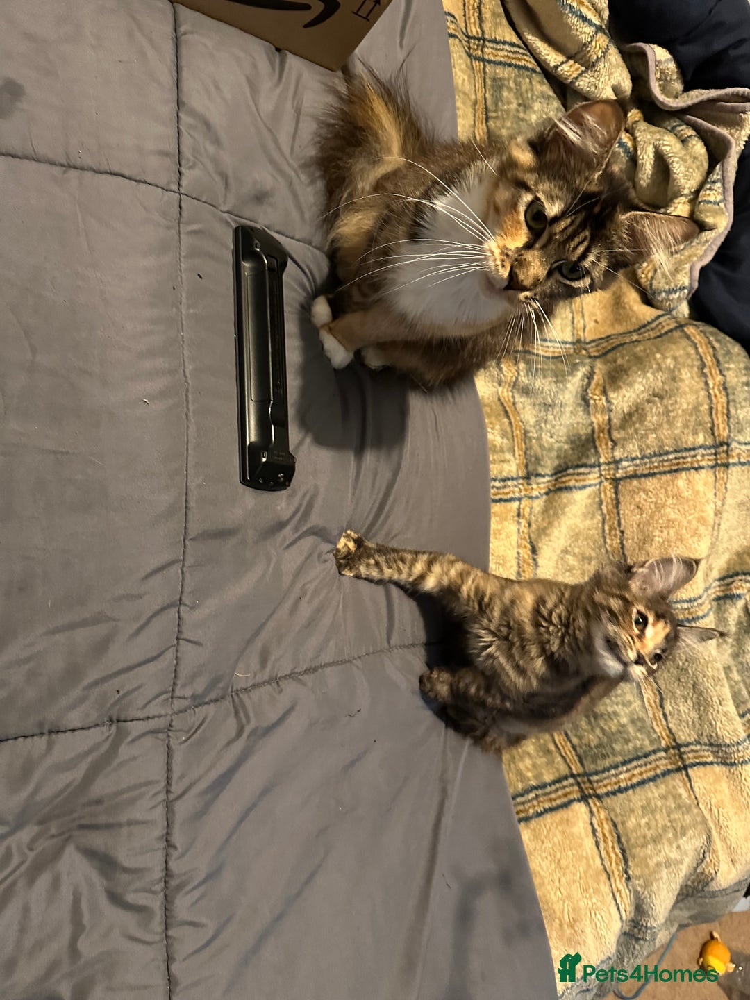Maine Coon cats for sale: Xl mainecoon kittens  - Image 4
