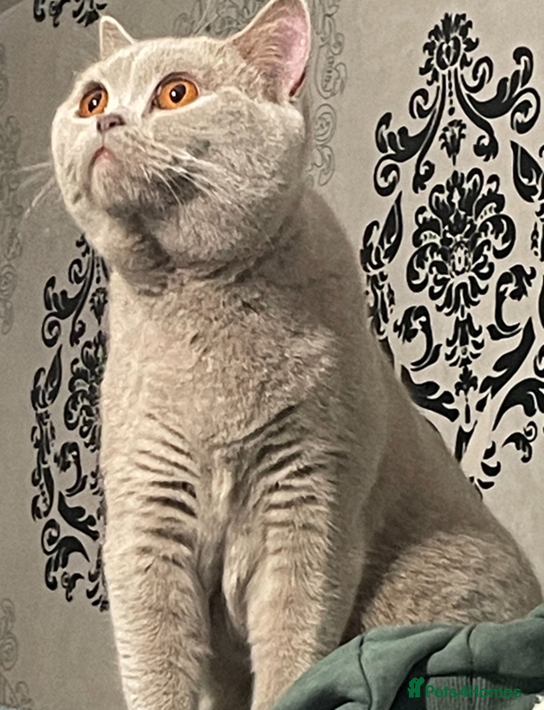 British Shorthair cats for sale: Rehoming Our Precious British Shorthair Cats - Advert 4
