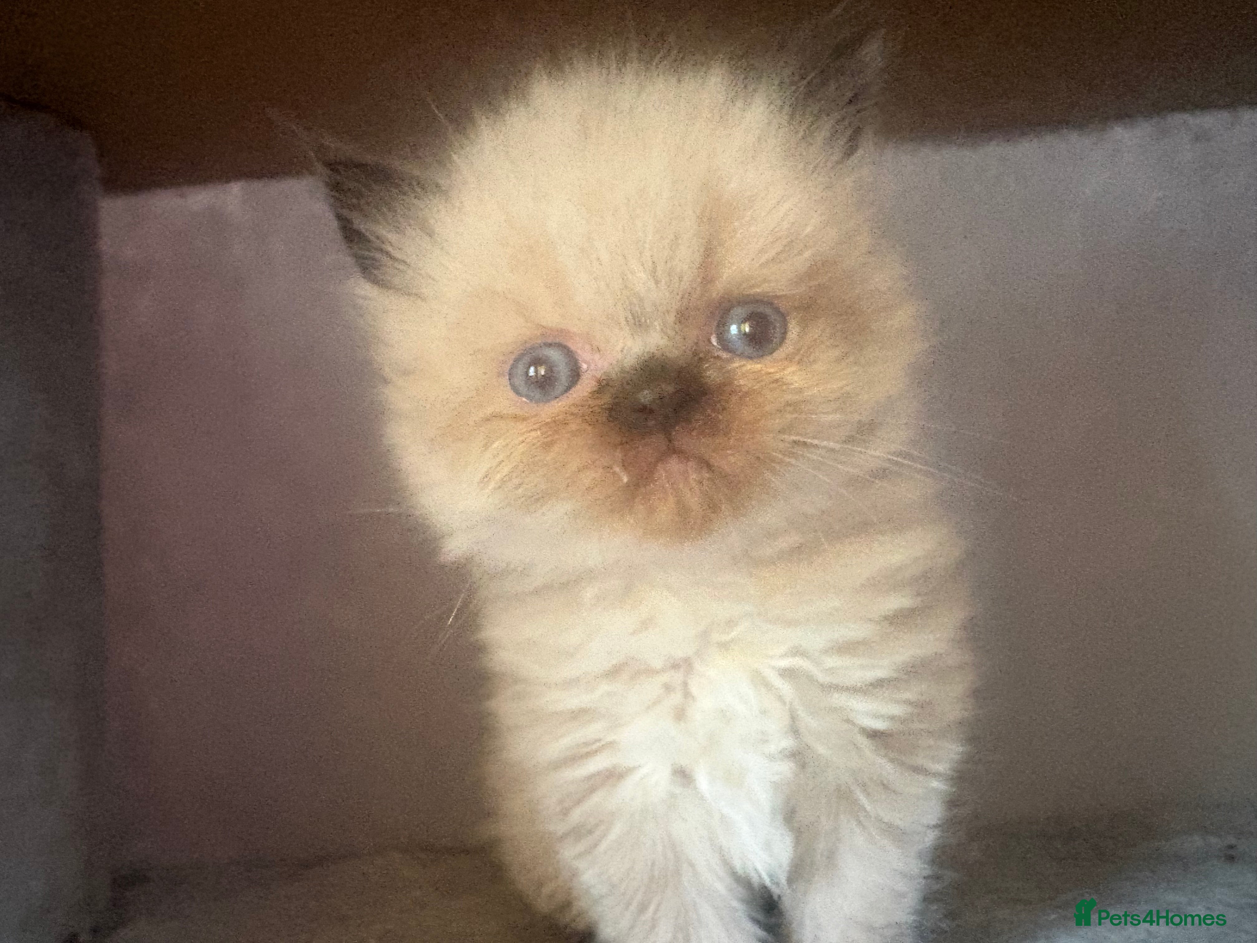 Persian cats 3 Persian female kittens Delivery Available  - Advert 2