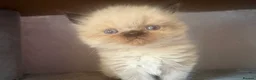 Persian cats for sale: 3 Persian female kittens Delivery Available  - Advert 1