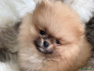 Pomeranian dogs READY NOW QUALITY SHOW TYPE ORANGE BOY AVAILABLE - Advert 16
