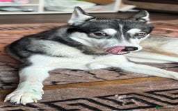 Siberian Husky dogs for sale: Female husky  - Image 2