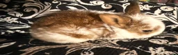 Netherland Dwarf rabbits for sale: Baby bunnies for sale  - Advert 7