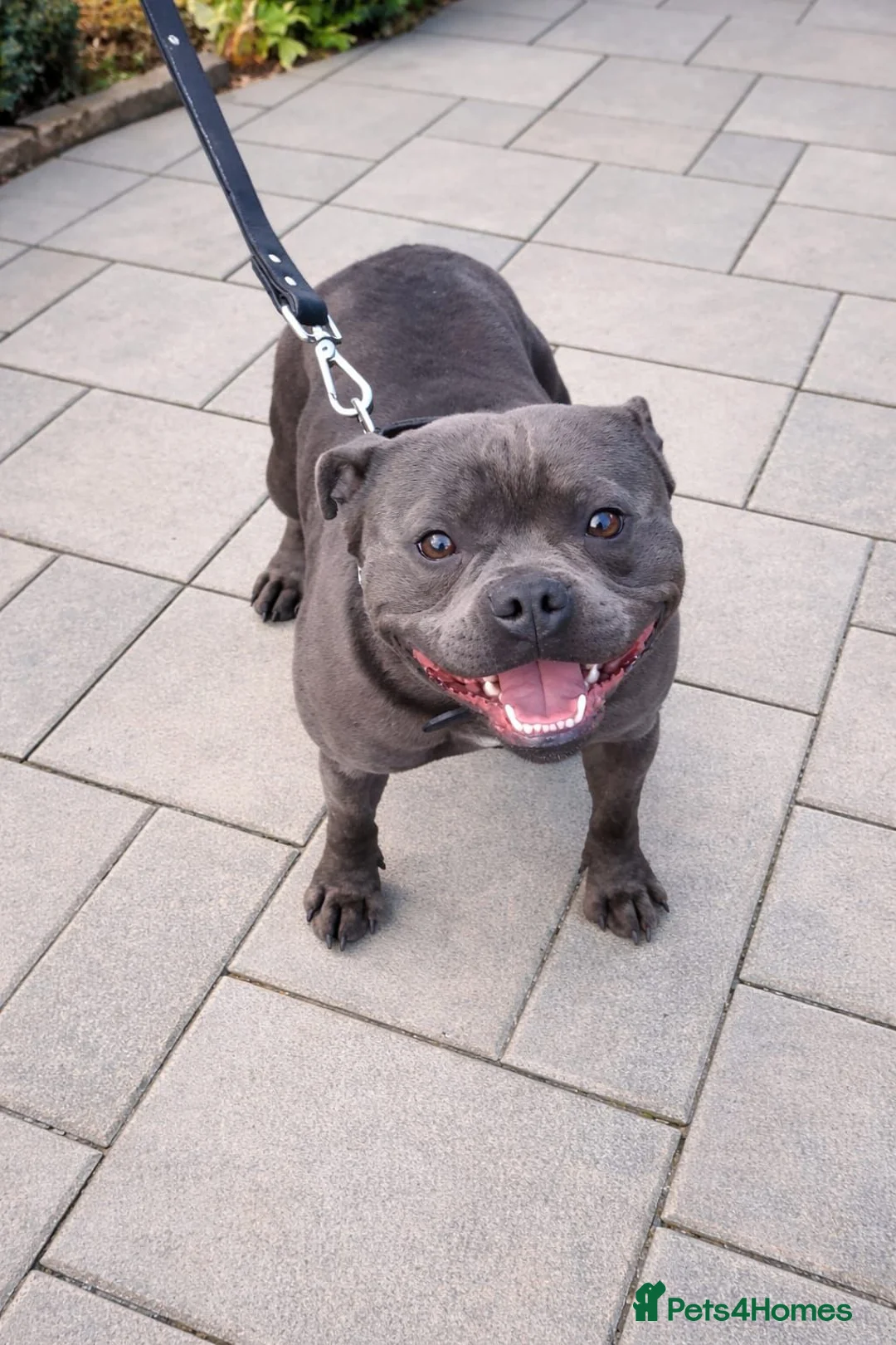 Staffordshire Bull Terrier dogs for sale: Beautiful chunky blue staffies  - Advert 1