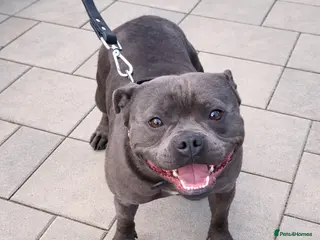Staffordshire Bull Terrier dogs Beautiful chunky blue staffies - Advert 4