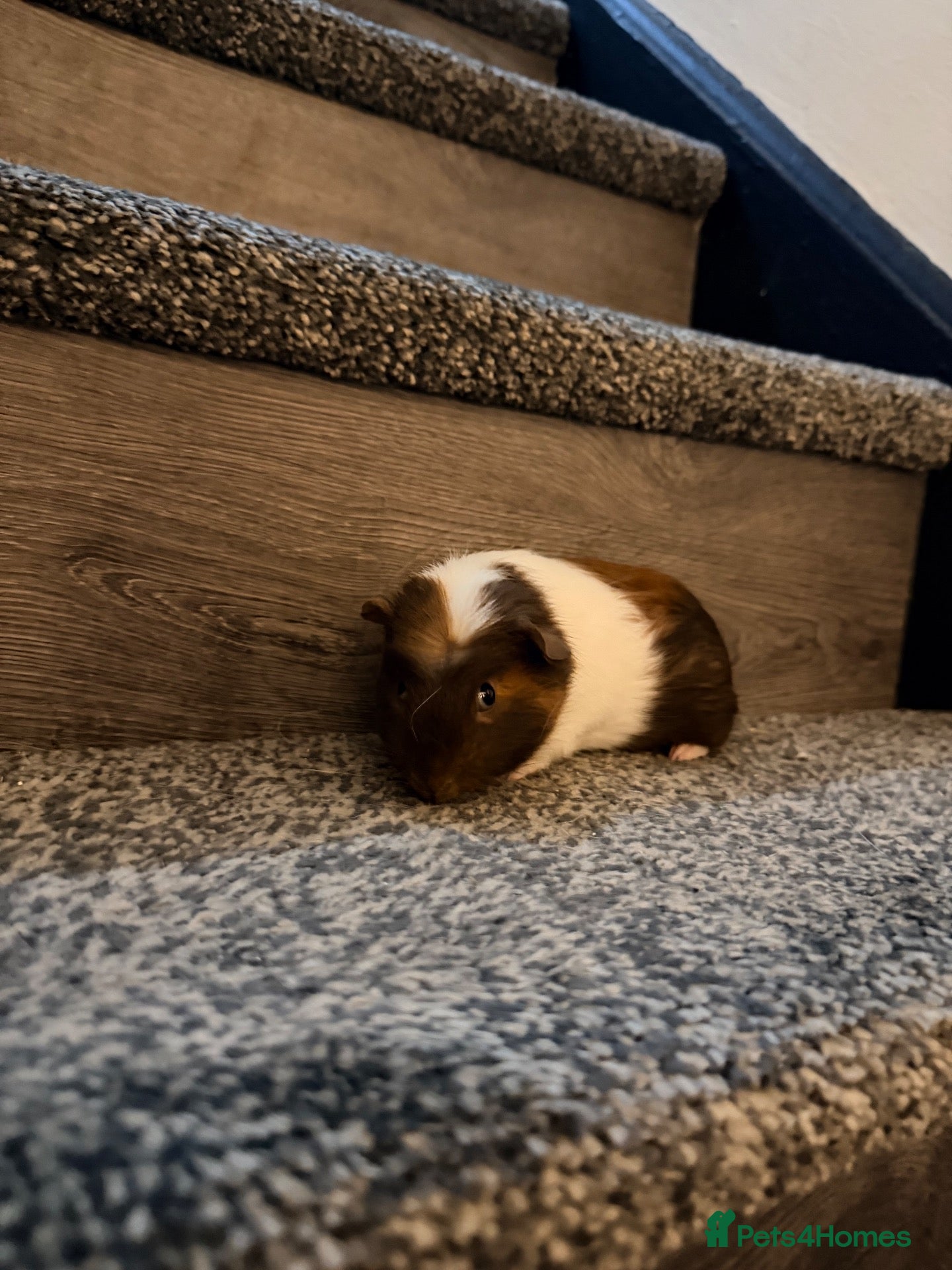 Guinea Pig rodents Guinea pigs  - Advert 1