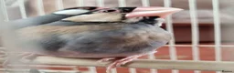 Finches birds for sale: Java finches for sale  - Advert 6