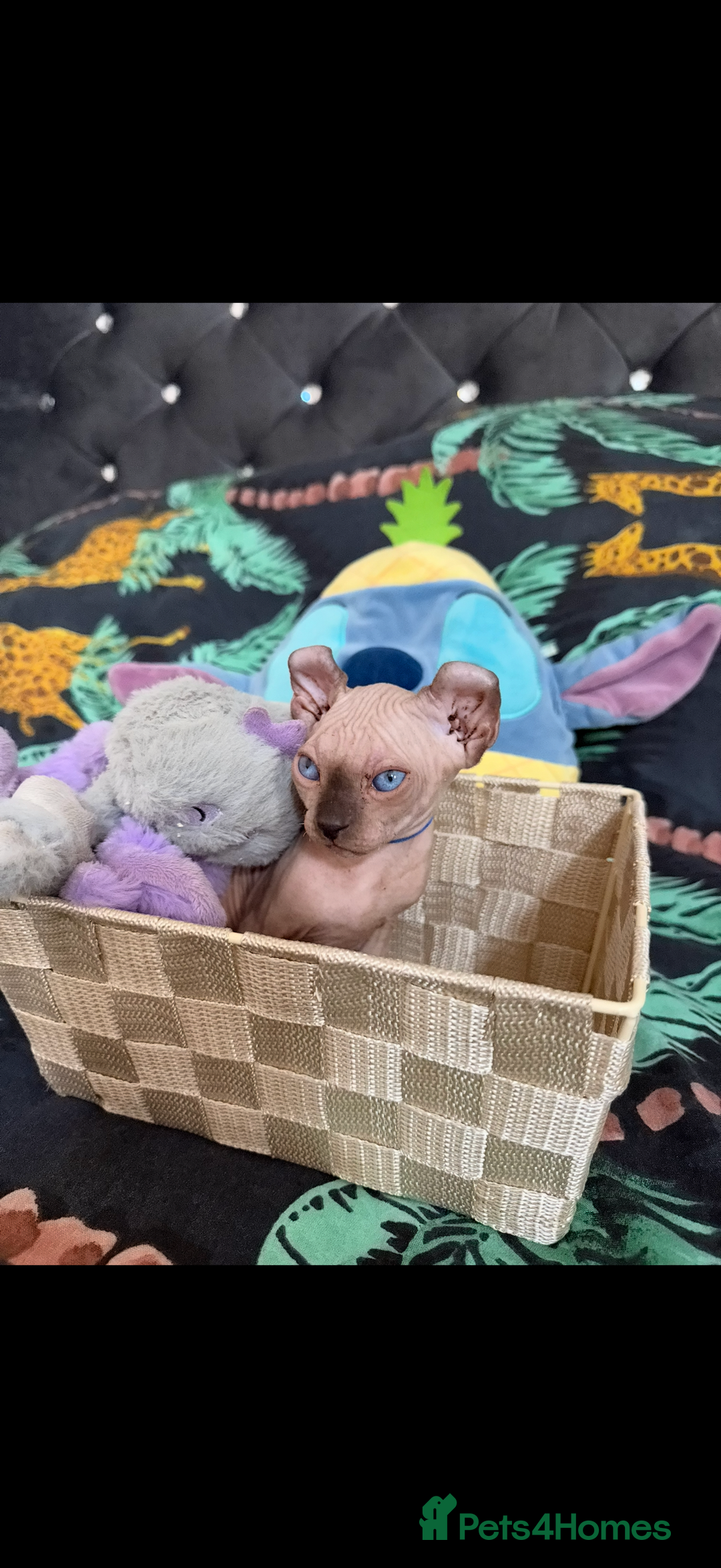 Sphynx cats for sale: Bald, bold elf blue eyes kittens  - Image 16