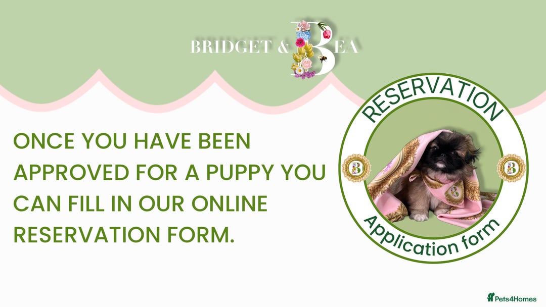 Pekingese dogs for sale: ⭐️PUPPIES ARRIVED⭐️ - Advert 9