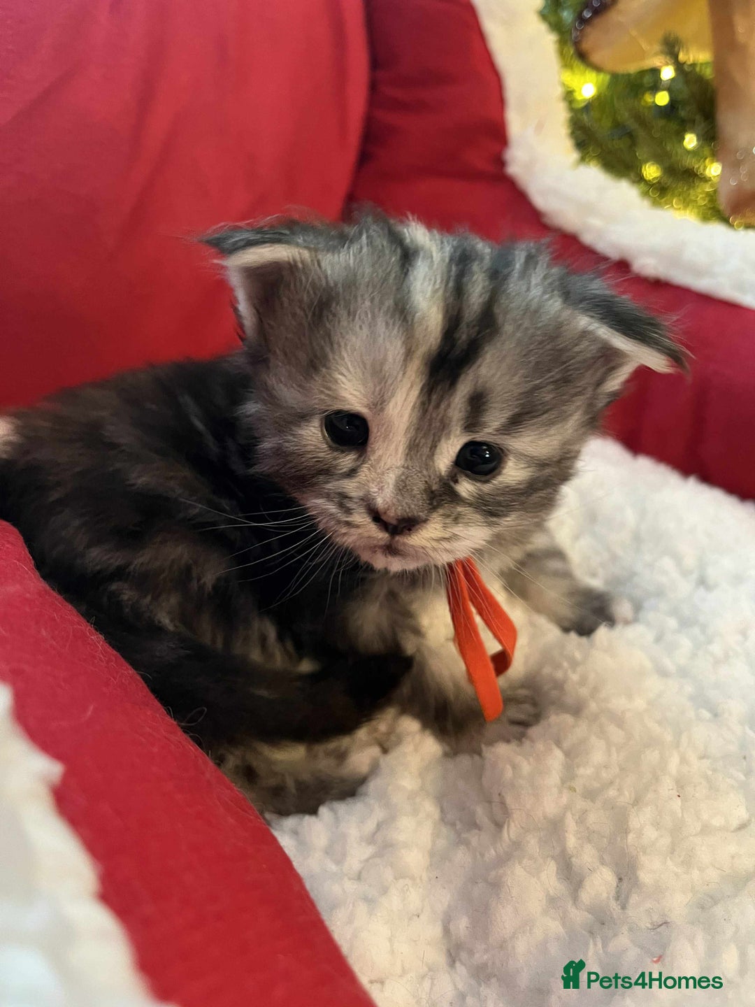 Maine Coon cats for sale: Pure Maine Coon Kittens - Advert 25