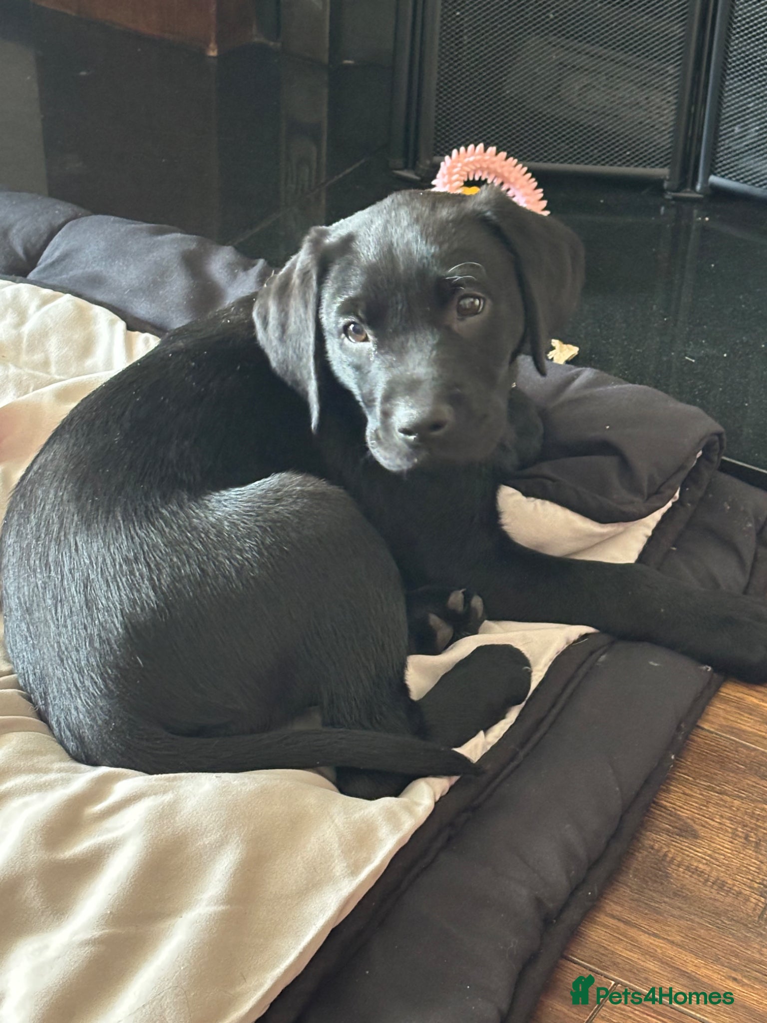 Labrador Retriever dogs 12 week old kc registered Labrador black  - Advert 2