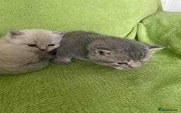 British Shorthair cats for sale: Gorgeous British shorthair kittens - Image 15