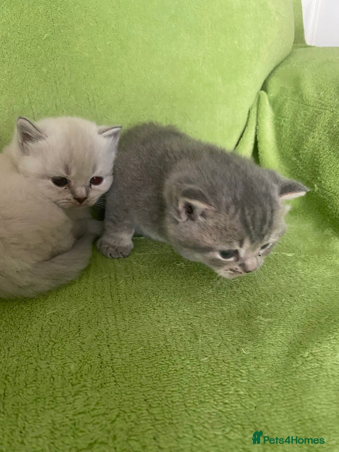 British Shorthair cats for sale: Gorgeous British shorthair kittens - Image 15