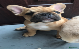 French Bulldog dogs for sale:  French bulldogs from £850 to £1700 in Liverpool - Image 4