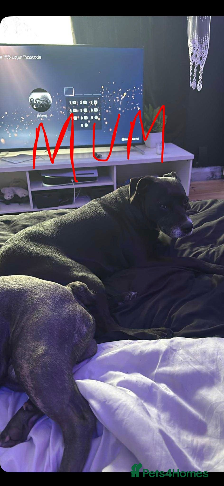 Mixed Breed dogs Boy available  - Advert 1