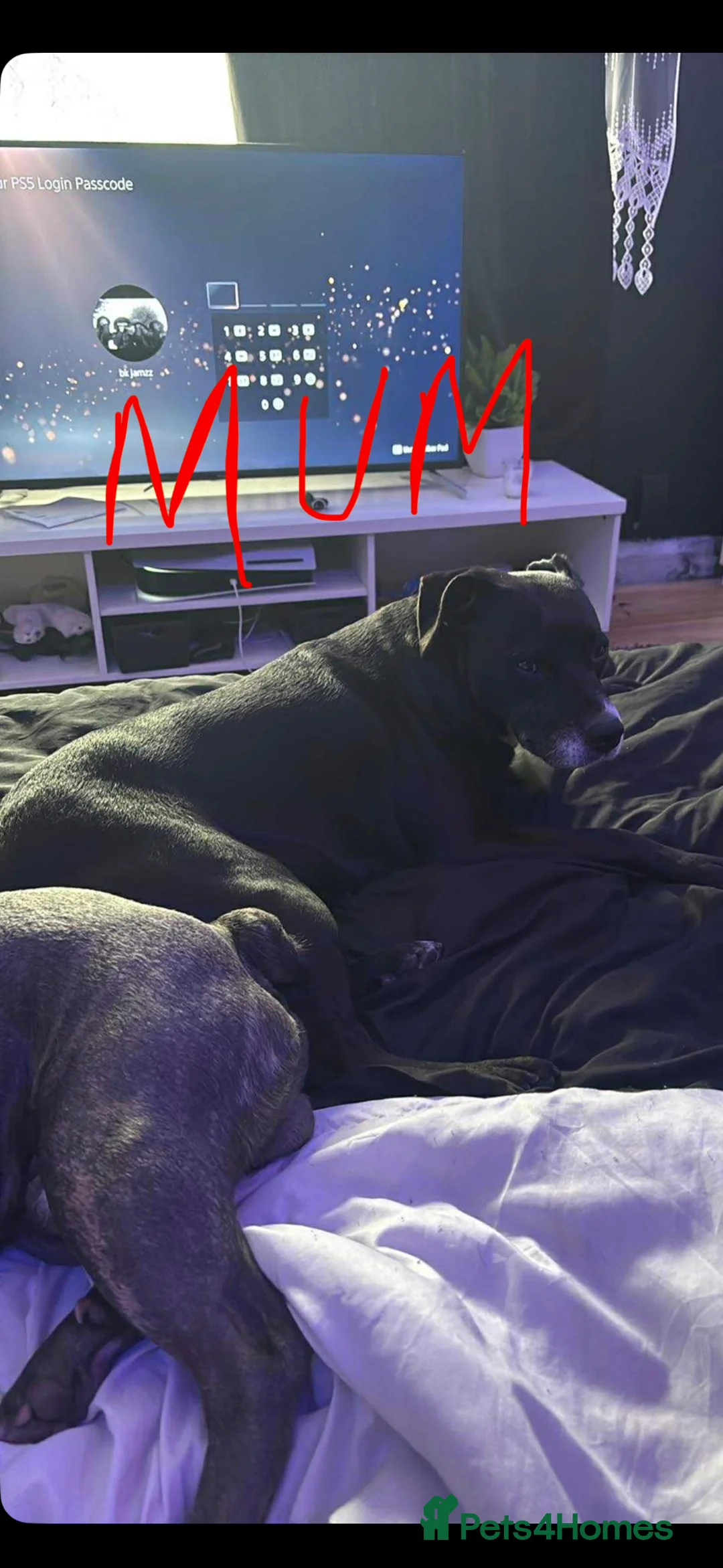 Mixed Breed dogs for sale: Boy available  - Advert 1