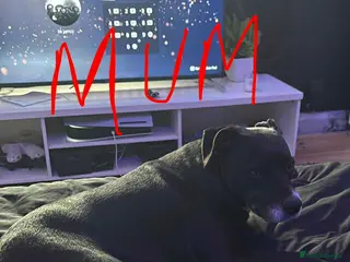 Mixed Breed dogs Boy available - Advert 2