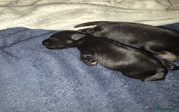 Miniature Schnauzer dogs for sale: Miniature Schnauzer Puppies - Image 9
