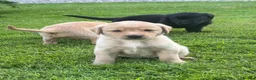 Labrador Retriever dogs for sale: Labrador puppies looking for their new home - Advert 13