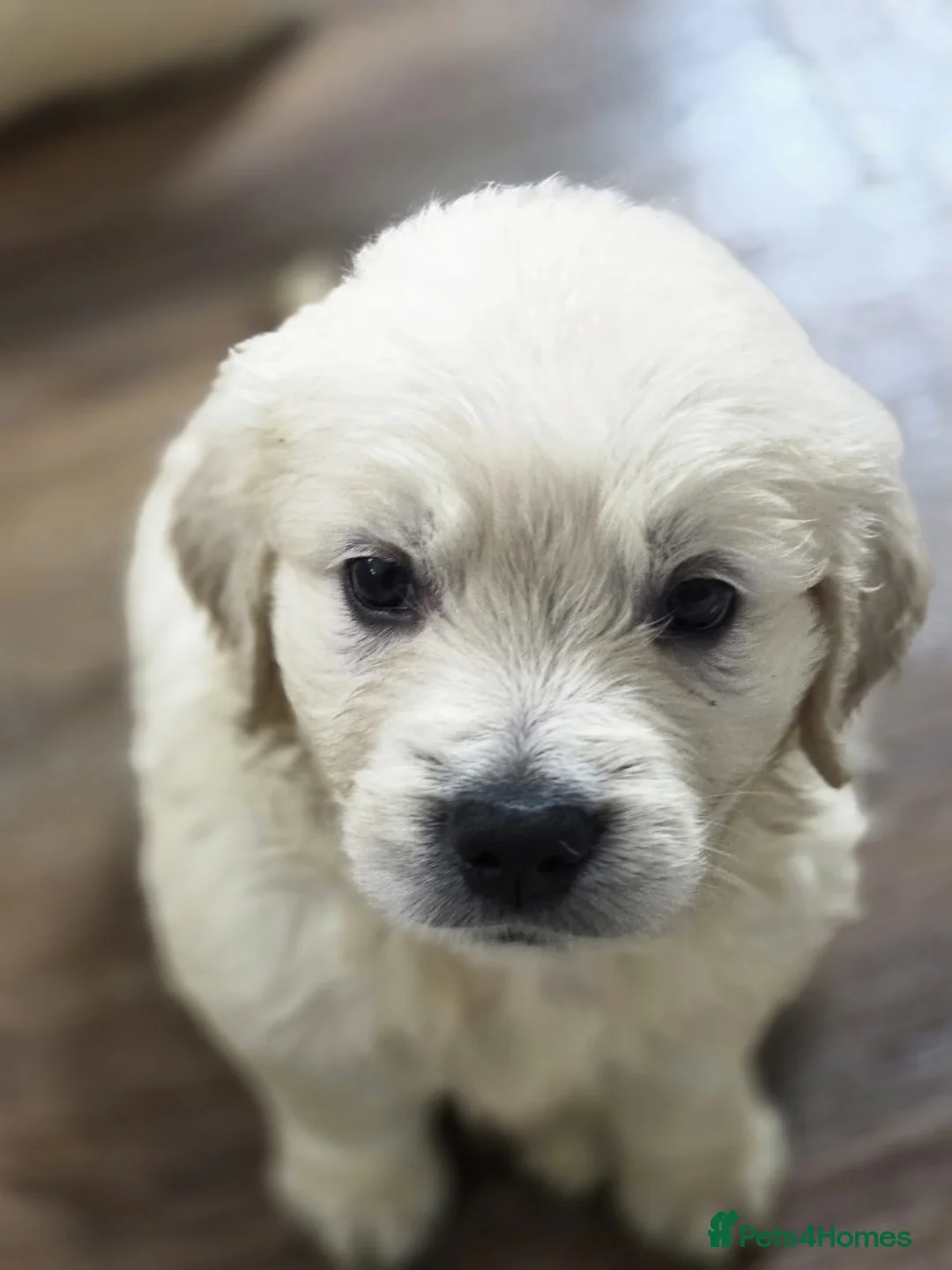 Golden Retriever dogs for sale: KC Pedigree DNA Clear Golden Retriever Puppies  - Advert 1