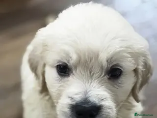 Golden Retriever dogs KC Pedigree DNA Clear Golden Retriever Puppies - Advert 8
