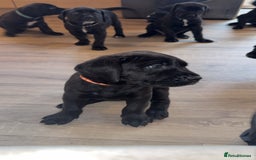 Cane Corso dogs for sale: Cane Corso pups - Image 14