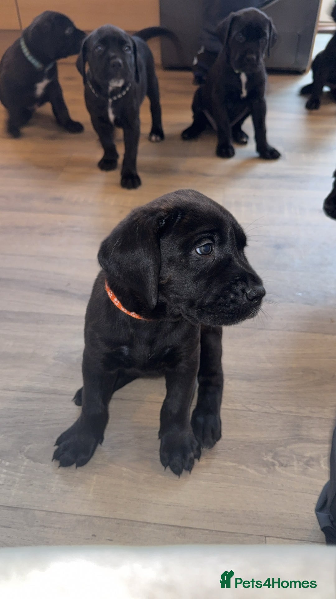 Cane Corso dogs for sale: Cane Corso pups - Image 14