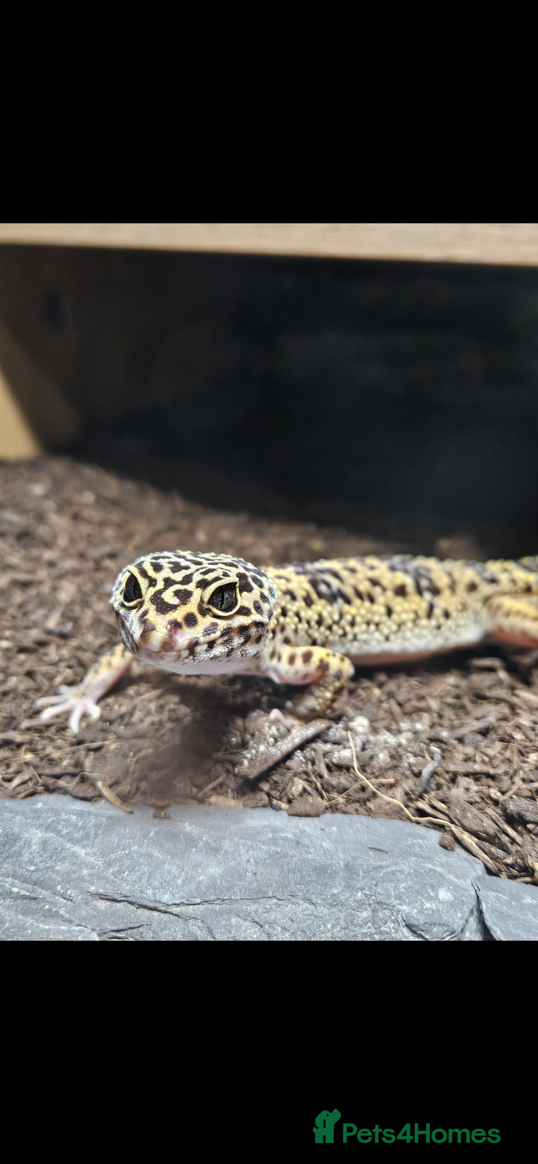 Gecko reptiles for sale: Leopard Gecko and Full enclosure ‼️ - Advert 2