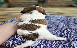 Shih Tzu dogs for sale: Shih Tzu girls–Licensed Breeder–Ready soon  - Image 8