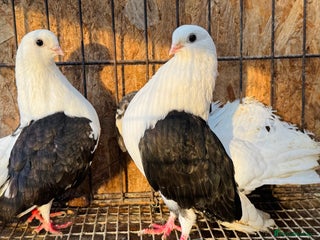 Pigeons birds TAGANROG FANCY TUMBLERS FOR SALE - Advert 2