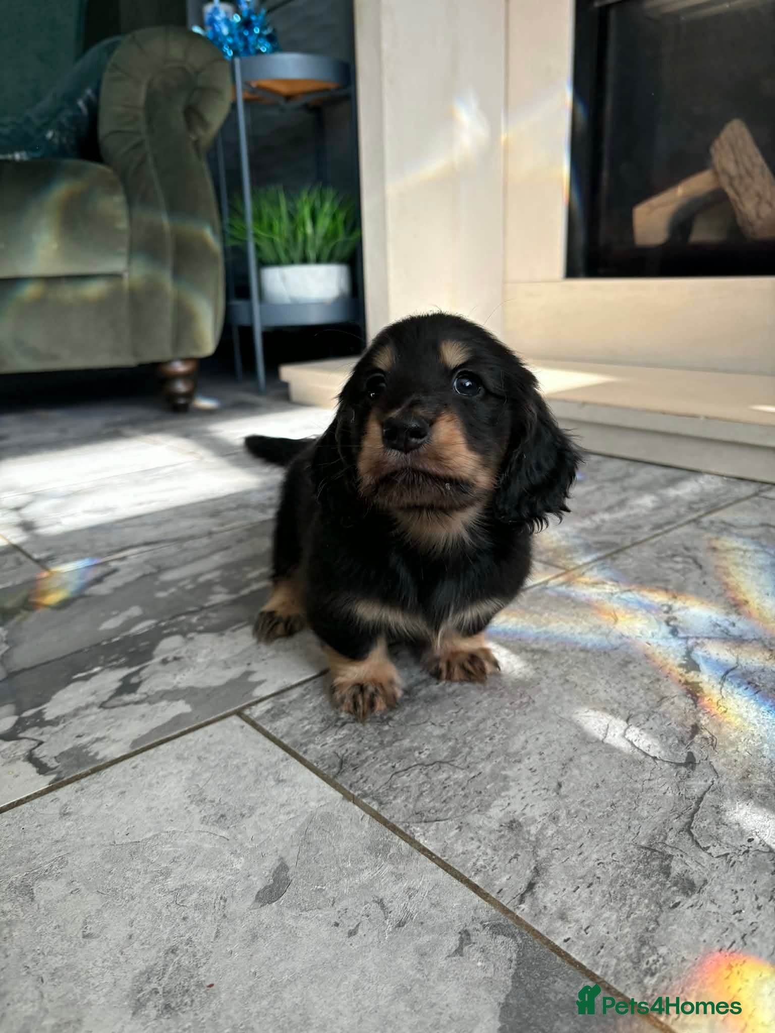 Miniature Dachshund dogs Beautiful Mini Dachshunds Puppies - Ready Soon   - Advert 1