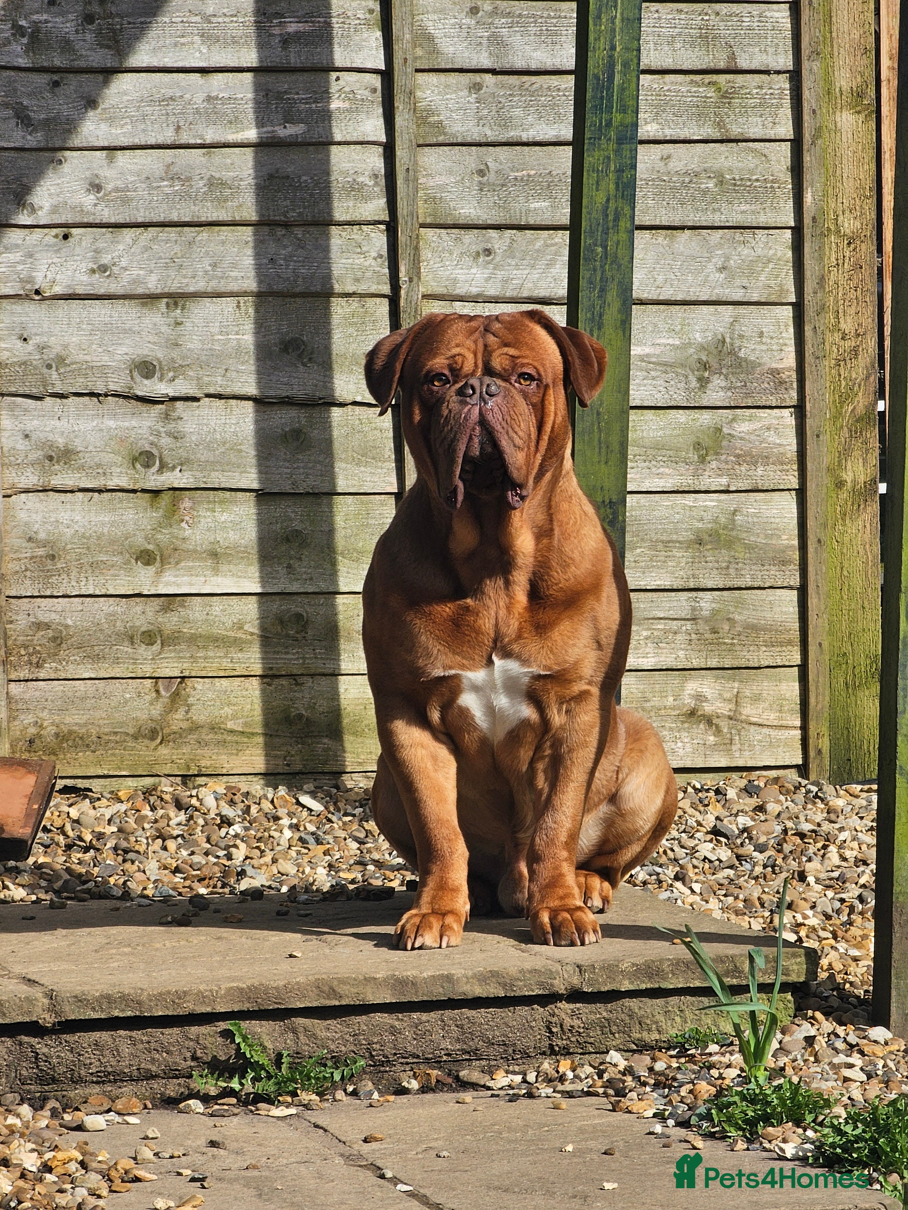 Dogue De Bordeaux dogs STUD DOGUE DE BORDEAUX  - Advert 3