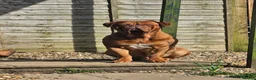 Dogue De Bordeaux dogs for stud: STUD DOGUE DE BORDEAUX  - Advert 1