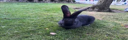 Continental Giant rabbits for sale: 8 Continental Giant Babies - Advert 7