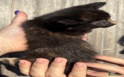 Mixed Breed cats for sale: 5 Gorgeous kittens available now - Image 23