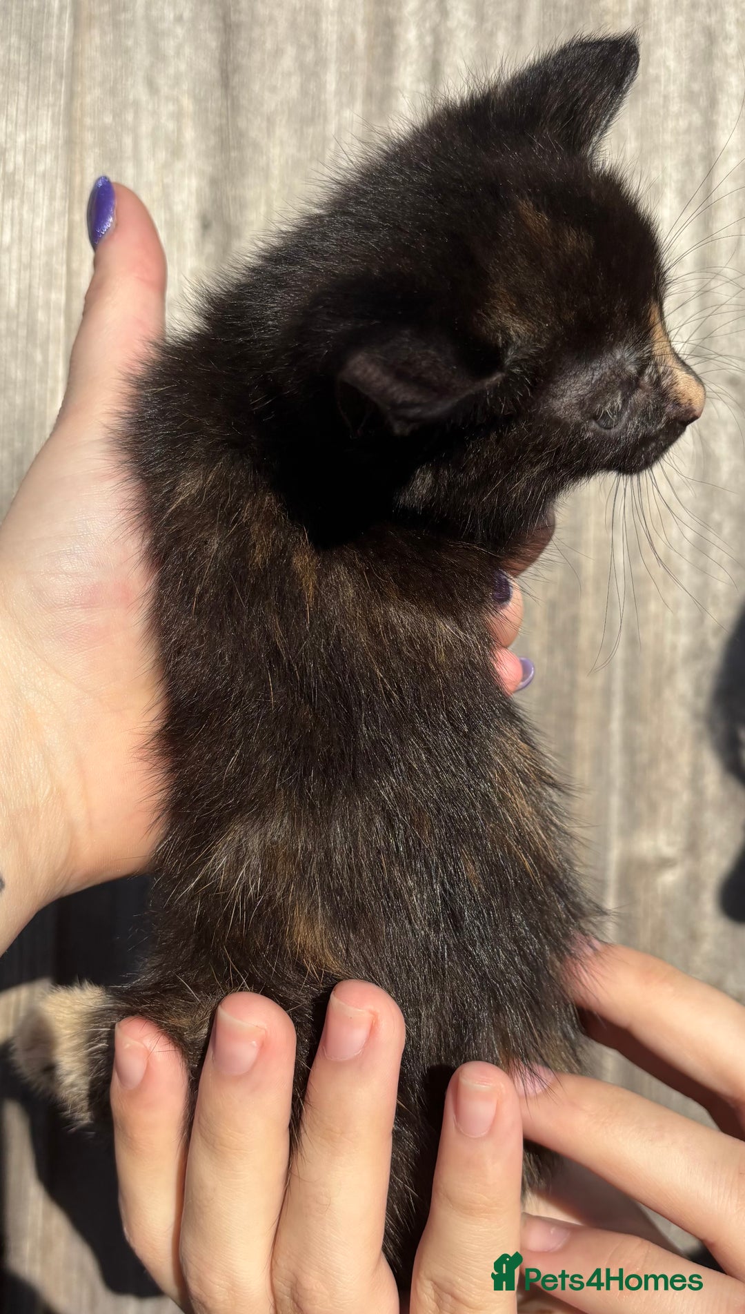 Mixed Breed cats for sale: 5 Gorgeous kittens available now - Image 23