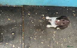 English Springer Spaniel dogs for sale: KC registered Springer Spaniel puppies for sale  - Image 5