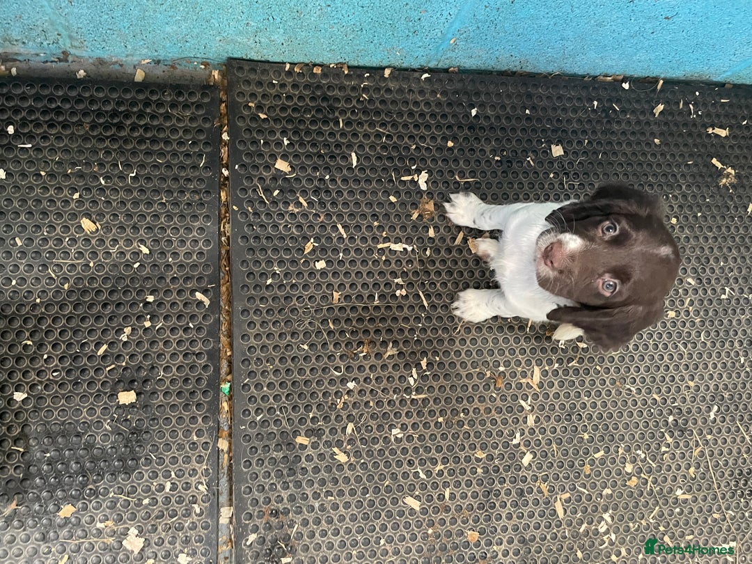 English Springer Spaniel dogs for sale: KC registered Springer Spaniel puppies for sale  - Image 5