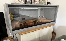 Python Snake reptiles for sale: Mojave ball python with complete set up - Image 1