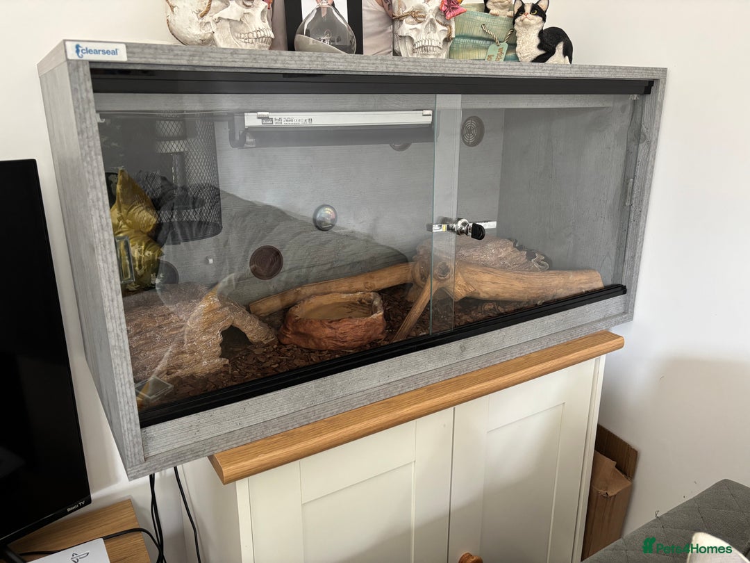 Python Snake reptiles for sale: Mojave ball python with complete set up - Image 1