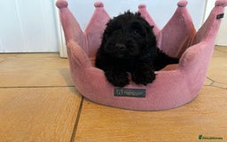 Labradoodle dogs for sale: ⭐️⭐️ Stunning F1 Miniature Labradoodles ⭐️⭐️ - Advert 22