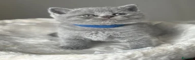 British Shorthair 2