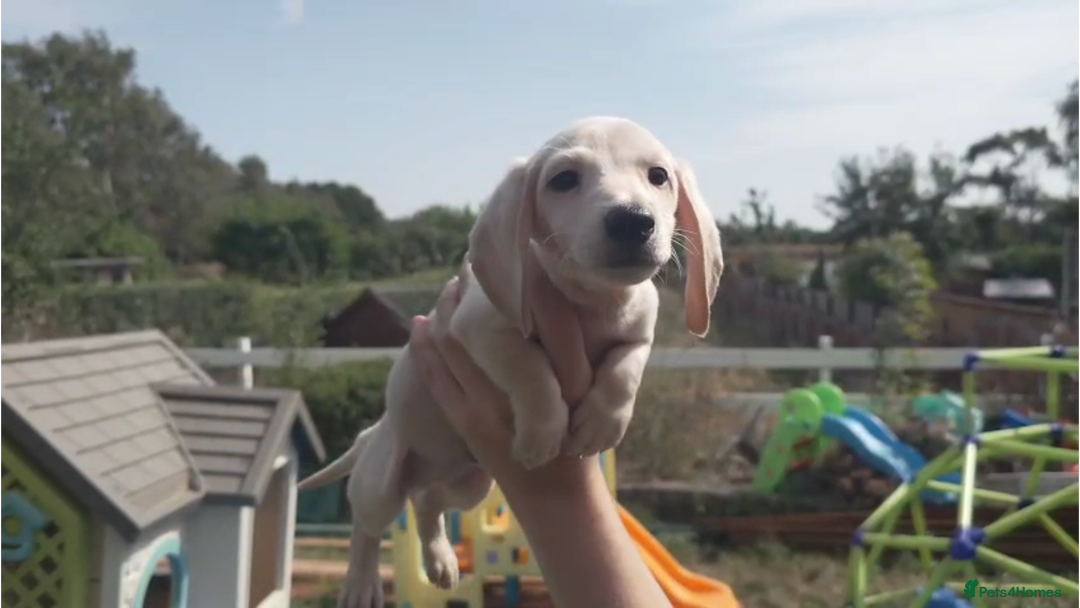 Miniature Dachshund dogs for sale: Miniature Cream Dachshund Puppies KC Reg   - Image 11