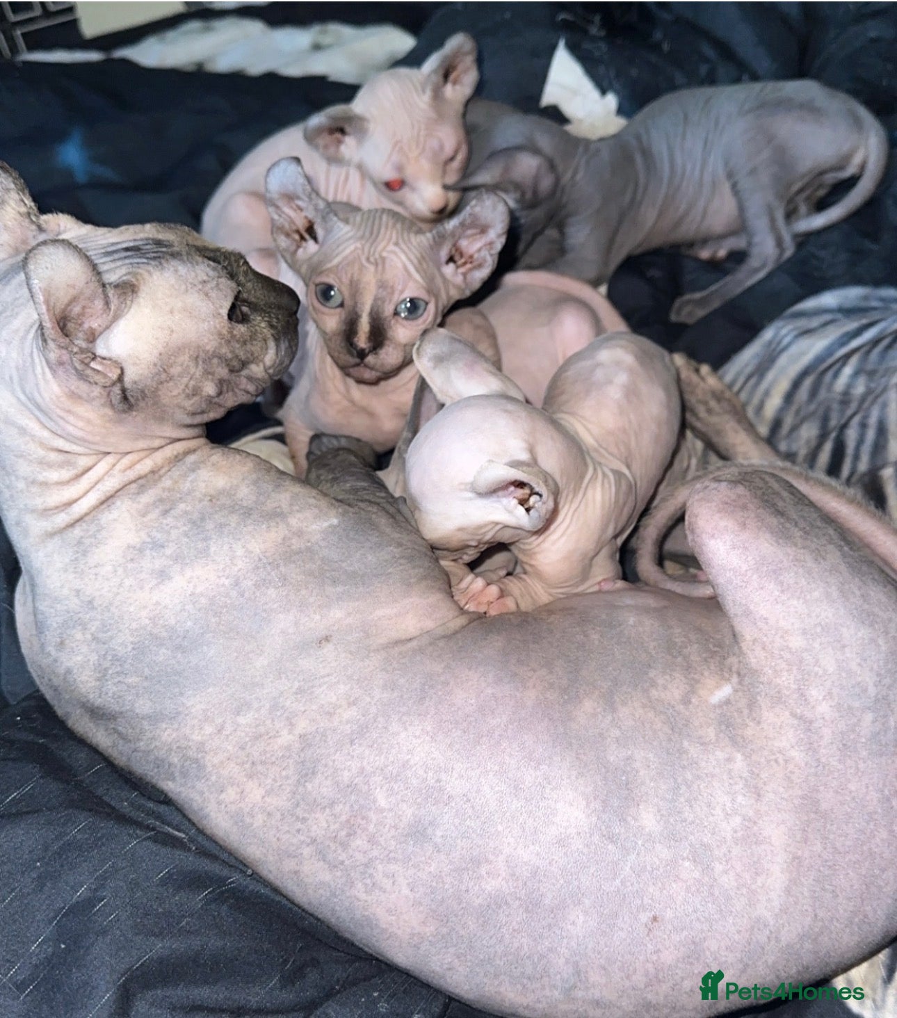 Sphynx cats Beautiful loving Sphynx ready to go now  - Advert 4