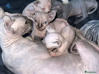 Sphynx cats Beautiful loving Sphynx ready to go now - Advert 4