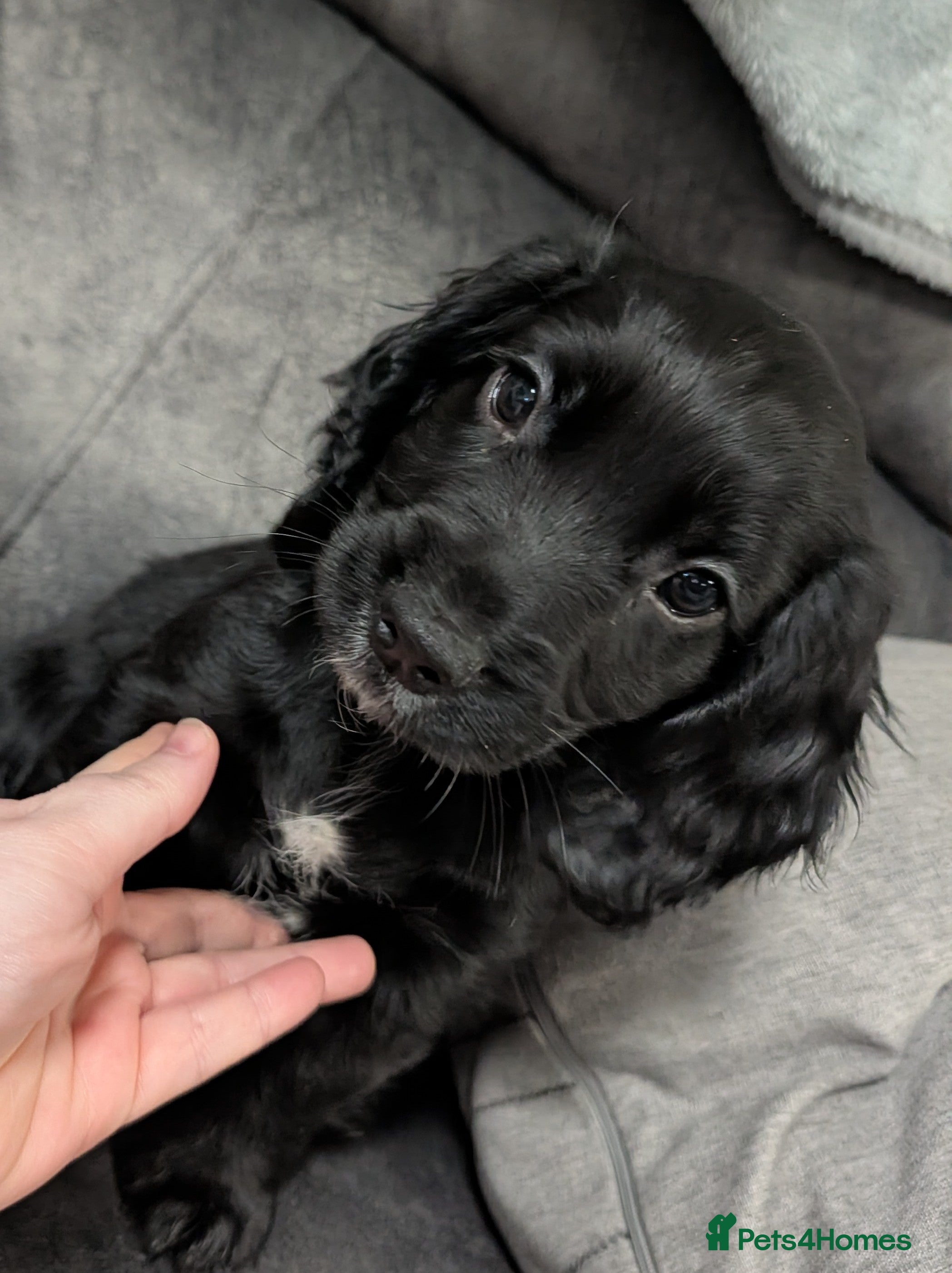 Sprocker dogs * READY NOW* Beautiful sprockers  - Advert 1