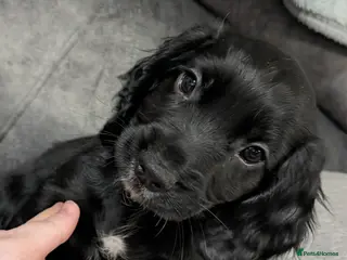 Sprocker dogs * READY NOW* Beautiful sprockers - Advert 1